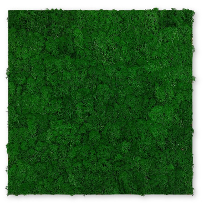 Nature Moos Wandpaneel | Modular Wall von Jangal | Nature Green Moos | 520 x 520mm